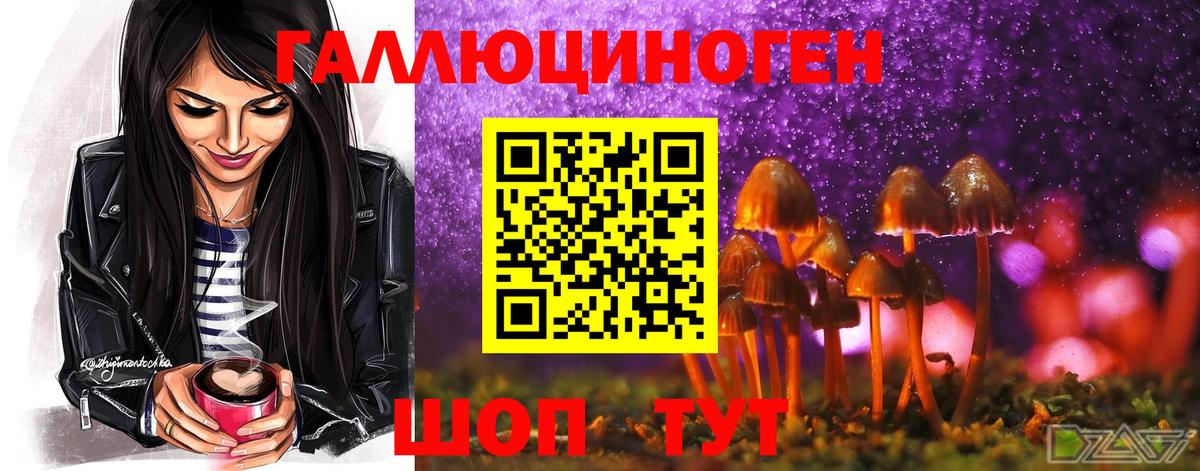 Псилоцибиновые грибы Psilocybe Геленджик